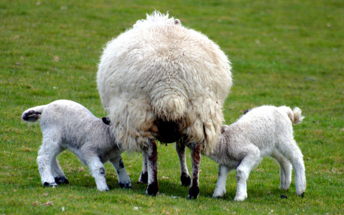 Moutons dans un pâturage anglais, illustration de l’origine naturelle de la laine d’agneau