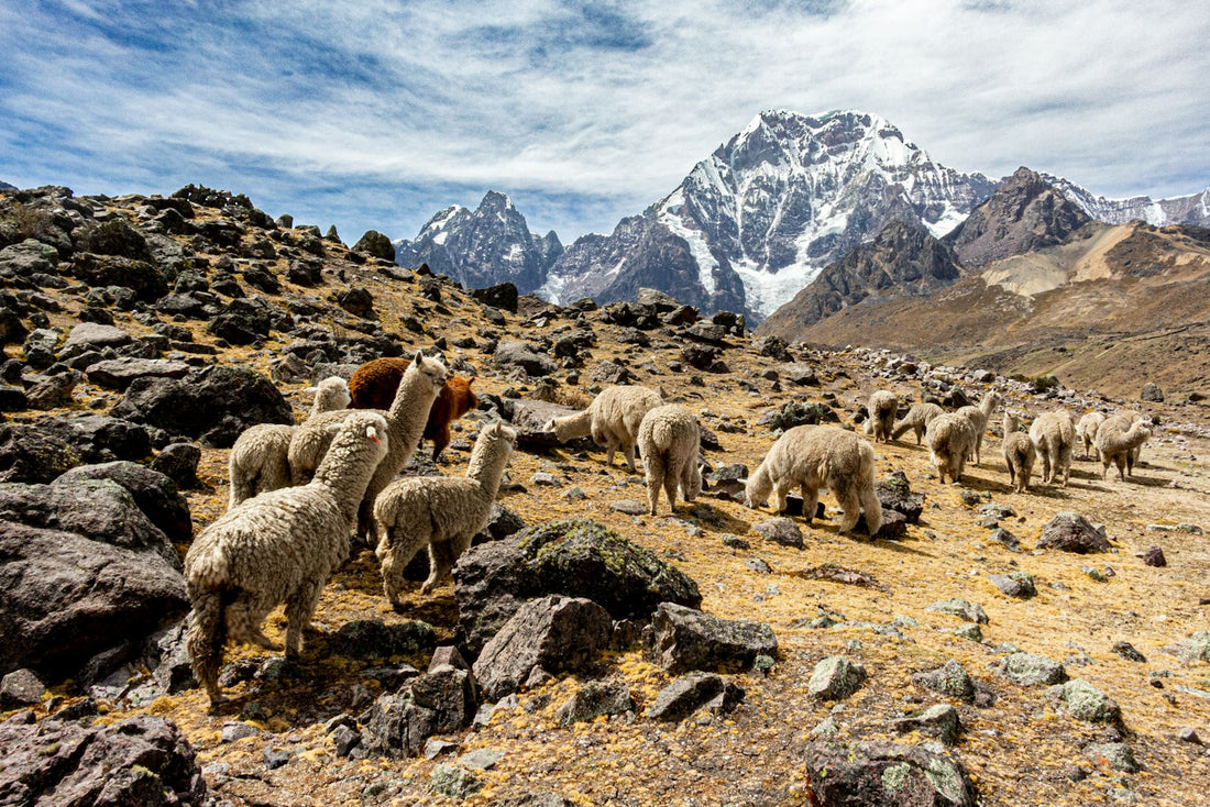 Troupeau d’alpagas dans les hauts plateaux des Andes au Pérou